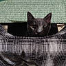 Munch is registered to the contest to win money with this photo: cat, gray_cat, pet, animal, curious, peeking, plaid_blanket, fabric, texture, green_rug, floor, indoor, cozy, cute, whiskers, ears, eyes, feline, closeup, home