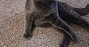Munch joined the competition — help win amazing prizes! cat, gray_cat, pet, feline, carpet, indoor, animal, cute, relaxed, crossed_paws, home, furniture, blanket, floor, cozy, whiskers, ears, tail, looking_away, domestic