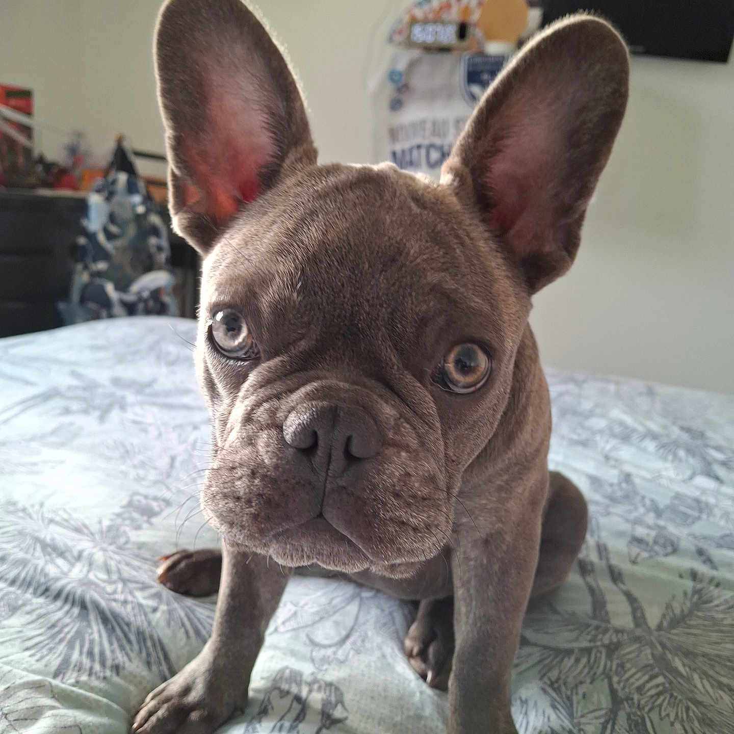 Angèle participe au concours pour gagner de l'argent avec cette photo : animal, bed, canine, close_up, comfort, cute, dog, ears, expression, eyes, face, french_bulldog, fur, home, indoor, looking, pet, puppy, sitting, young