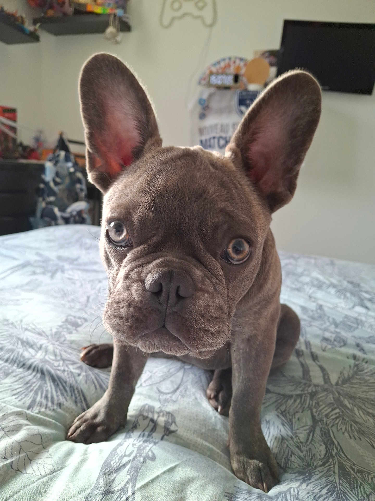 Angèle participe au concours pour gagner de l'argent avec cette photo : french_bulldog, puppy, dog, pet, bed, indoor, close_up, ears, eyes, face, animal, canine, cute, young, fur, looking, expression, home, comfort, sitting