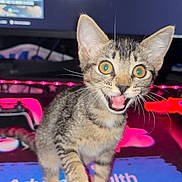 Helios is registered to the contest to win money with this photo: kitten, cat, tabby, pet, animal, closeup, indoor, computer, monitor, mouse_pad, led_lights, pink_light, feline, cute, young, playful, whiskers, eyes, mouth_open, greeting_text