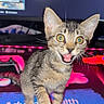 kitten, cat, tabby, pet, animal, closeup, indoor, computer, monitor, mouse_pad, led_lights, pink_light, feline, cute, young, playful, whiskers, eyes, mouth_open, greeting_text