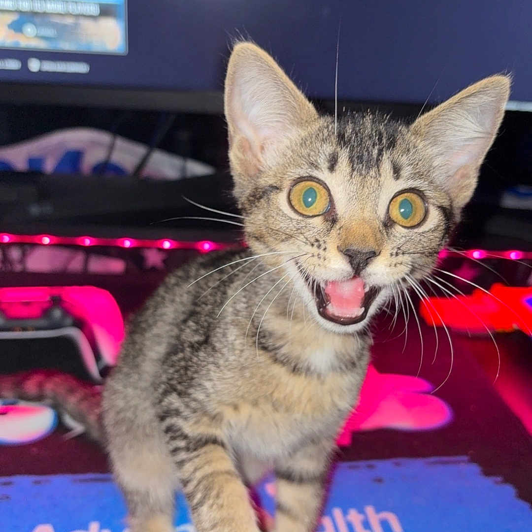 Helios is registered to the contest to win money with this photo: kitten, cat, tabby, pet, animal, closeup, indoor, computer, monitor, mouse_pad, led_lights, pink_light, feline, cute, young, playful, whiskers, eyes, mouth_open, greeting_text