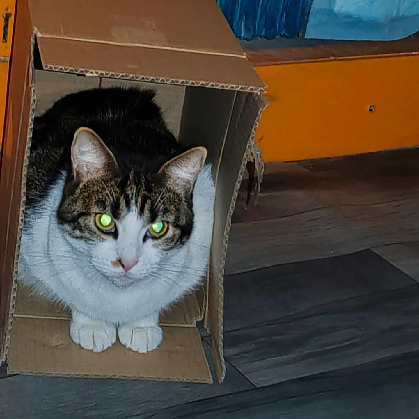 Milady participe au concours pour gagner de l'argent avec cette photo : abyssinian, animal, box, cardboard, carton, cat, crate, den, hardwood, indoors, kitten, manx, package, packagedelivery, person, pet, plywood, sphere, wood