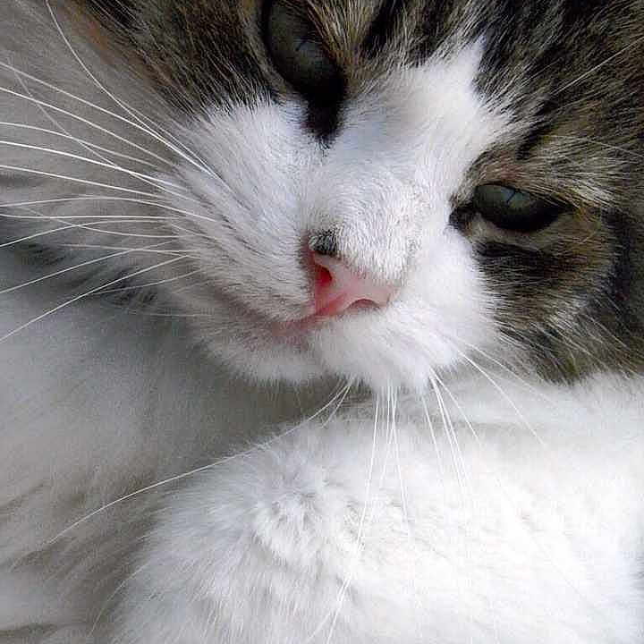 Tigger