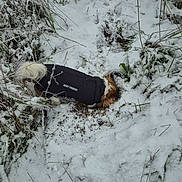 Mia a rejoint le concours — aidez-le/la à gagner de superbes lots ! animal, black_clothing, canine, cold, digging, dog, frost, fur, grass, ground, jacket, nature, outdoor, pet, plants, small_dog, sniffing, snow, white, winter