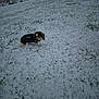 animal, canine, cloudy_sky, cold_weather, daytime, dog, fence, field, grass, house, jacket, nature, outdoor, park, pet, picnic_table, quiet, small_dog, snow, winter