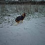 Mia participe au concours pour gagner de l'argent avec cette photo : animal, canine, coat, cold, dog, field, frost, fur, grass, jacket, landscape, nature, outdoor, path, pet, quiet, small_dog, snow, walking, winter