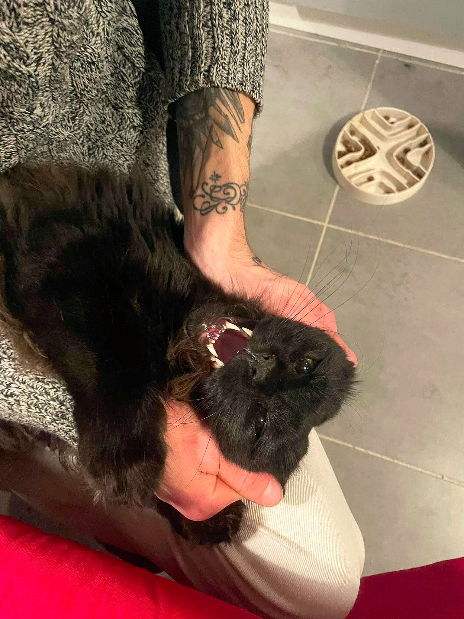 Shadow a rejoint le concours — aidez-le/la à gagner de superbes lots ! automotive_tire, black_hair, carnivore, cat, elbow, felidae, finger, gesture, human_leg, knee, leg, nail, neck, small_to_medium_sized_cats, sunglasses, thigh, thumb, waist, whiskers, wrist