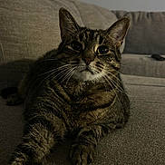 Luna joined the competition — help win amazing prizes! cat, tabby, feline, pet, indoor, couch, furniture, living_room, whiskers, paw, fur, stretching, relaxed, animal, mammal, cute, domestic, resting, portrait, home