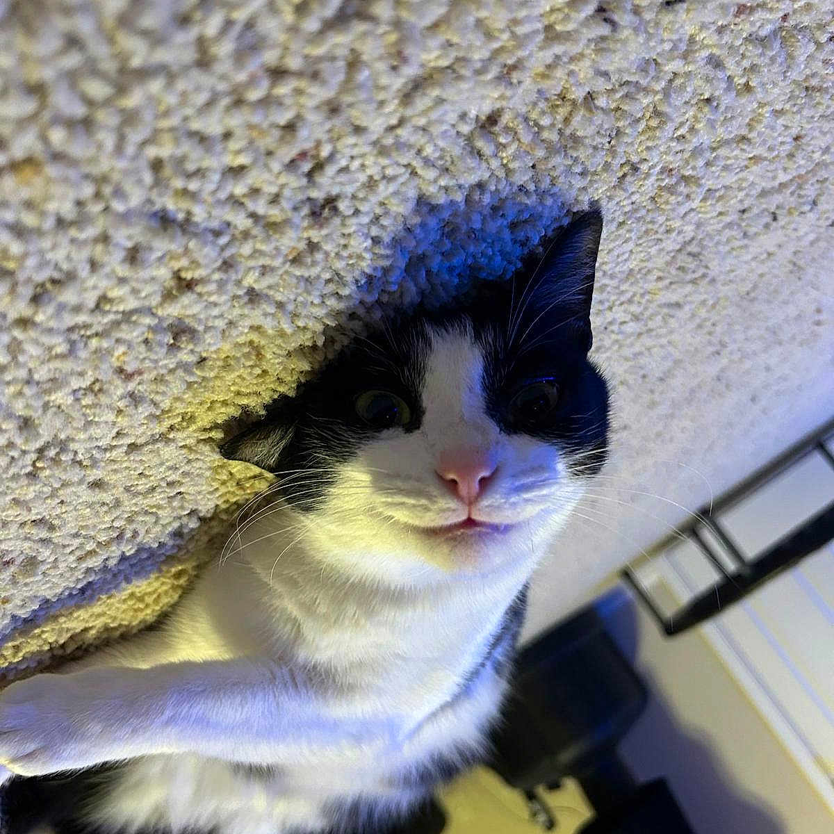 Bella joined the competition — help win amazing prizes! cat, black_and_white, indoor, ceiling, textured_surface, hole, curious, pet, animal, whiskers, face, ears, fur, close_up, looking_at_camera, mischievous, feline, home, lighting, shadow