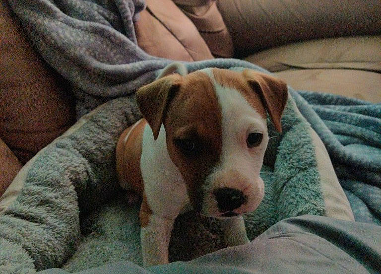 Stitch joined the competition — help win amazing prizes! canidae, carnivore, collar, comfort, companion_dog, couch, dog, dog_breed, dog_supply, fawn, linens, non_sporting_group, pet_supply, sporting_group, terrestrial_animal, whiskers, working_animal