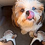 dog, fluffy, blue_eye, tongue_out, slippers, sheep_slippers, feet, car_interior, floor, pet, cute, animal, fur, paw, inside, close_up, looking_up, adorable, companion, cozy