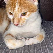 Carambar a rejoint le concours — aidez-le/la à gagner de superbes lots ! cat, orange_cat, white_cat, pet, feline, close_up, indoor, resting, paws, fur, whiskers, ears, cute, animal, mammal, striped_blanket, cozy, relaxed, looking_down, portrait