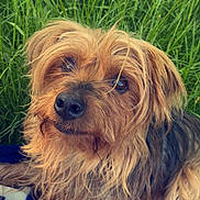 Fifi a rejoint le concours — aidez-le/la à gagner de superbes lots ! dog, scruffy, outdoor, grass, blanket, pet, canine, fur, brown, black, portrait, animal, cute, relaxed, nature, friendly, eyes, nose, laying, fur_texture