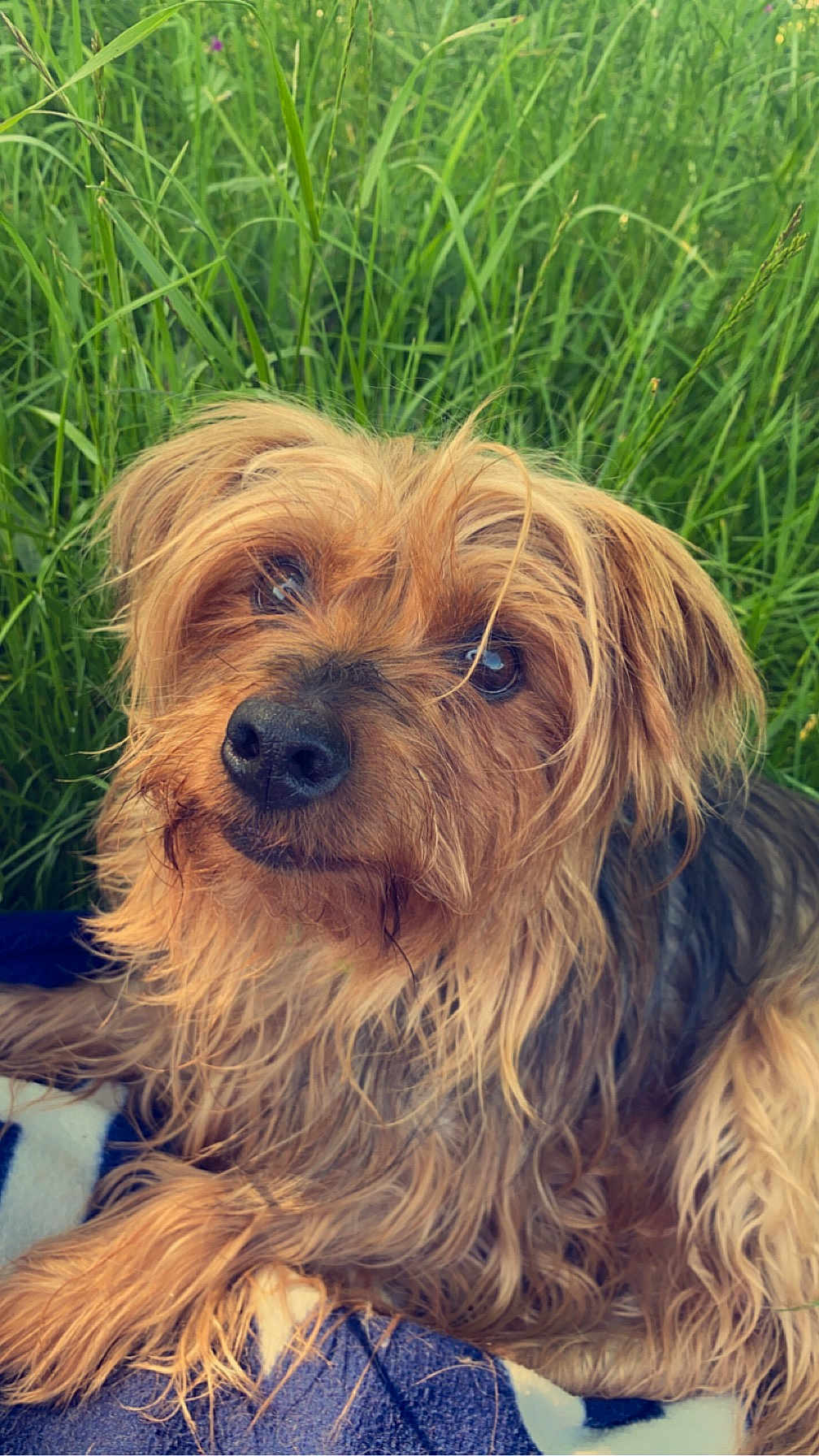 Fifi