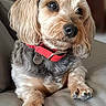 dog, small_dog, pet, collar, red_collar, fur, paws, leather_couch, indoor, closeup, portrait, animal, cute, domestic_animal, sitting, resting, looking_away, furry, companion, household