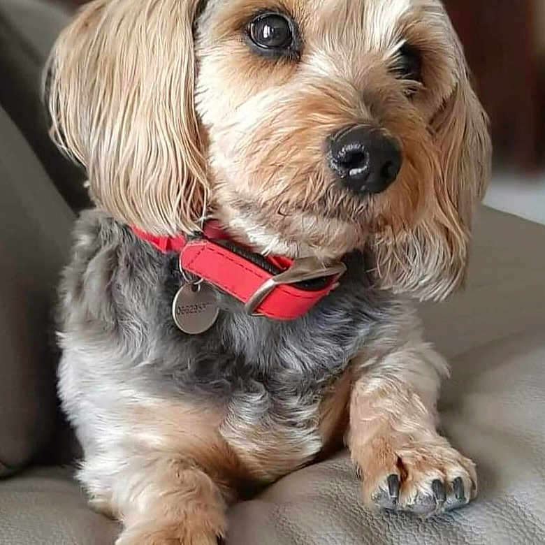 Salsa participe au concours pour gagner de l'argent avec cette photo : dog, small_dog, pet, collar, red_collar, fur, paws, leather_couch, indoor, closeup, portrait, animal, cute, domestic_animal, sitting, resting, looking_away, furry, companion, household