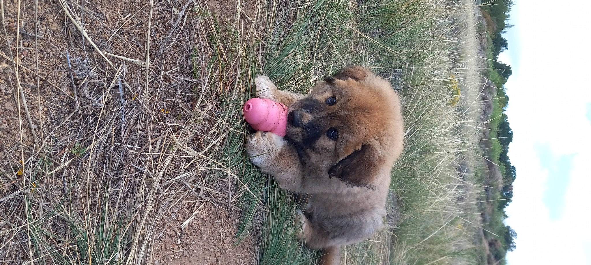 Ursa joined the competition — help win amazing prizes! big_cats, canidae, carnivore, companion_dog, dog, dog_breed, fang, fawn, felidae, fur, german_spitz, german_spitz_mittel, grass, paw, snout, spitz, sporting_group, street_dog, terrestrial_animal, whiskers