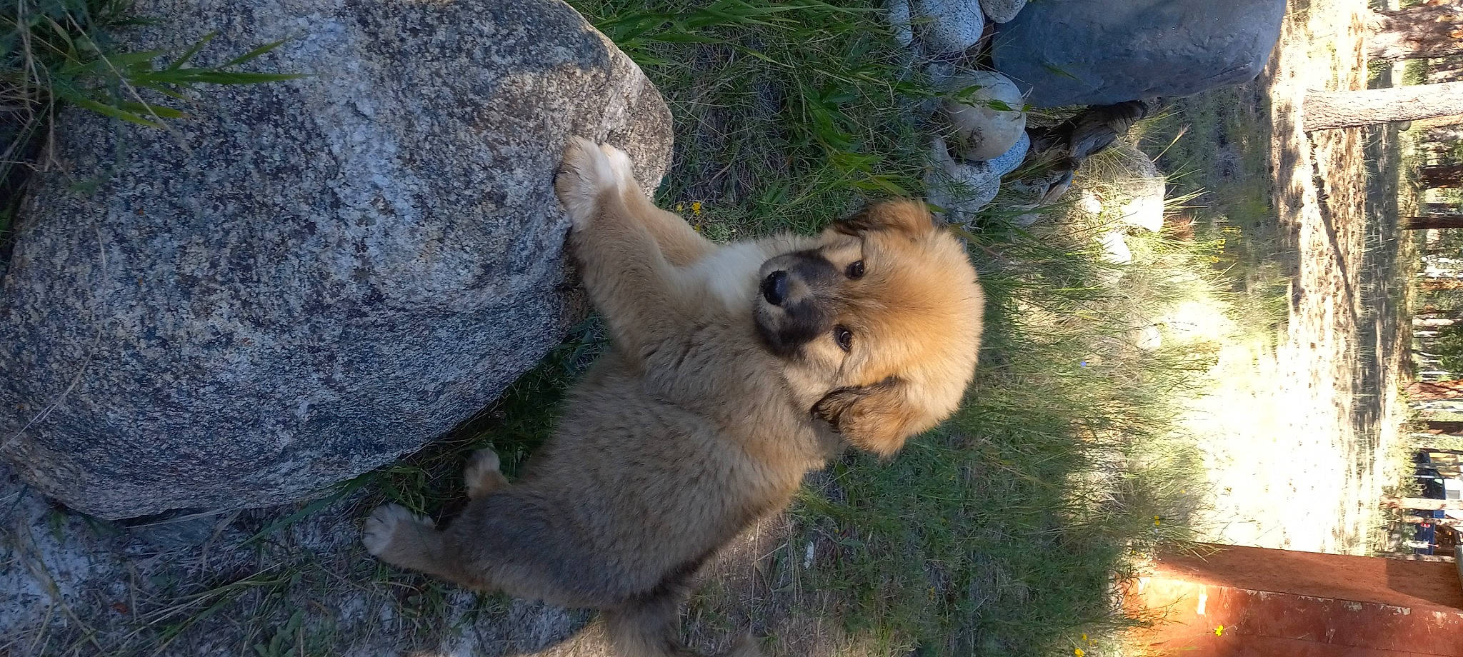 Ursa joined the competition — help win amazing prizes! bear, bedrock, big_cats, canidae, carnivore, companion_dog, dog_breed, fawn, felidae, fur, grass, hoary_marmot, lion, paw, polar_bear, snout, sporting_group, tail, terrestrial_animal, tree