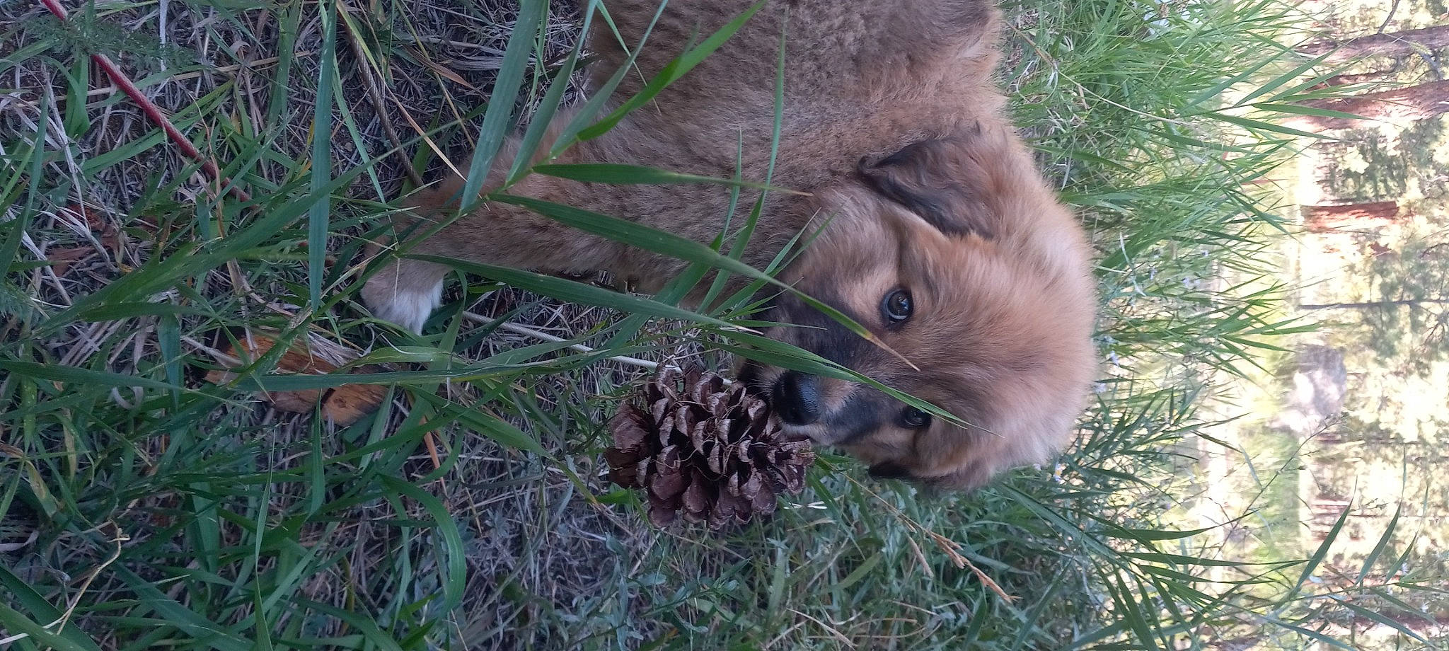 Ursa is registered to the contest to win money with this photo: big_cats, canidae, carnivore, dog_breed, fawn, felidae, fur, grass, hare, lion, liver, marsupial, paw, plant, rodent, sporting_group, terrestrial_animal, tree, whiskers, wildlife