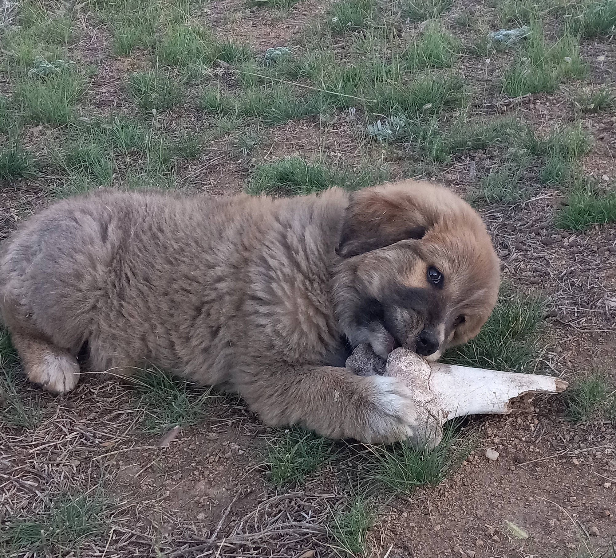 Ursa joined the competition — help win amazing prizes! big_cats, canidae, carnivore, dog_breed, fawn, felidae, fur, grass, masai_lion, plant, safari, snout, soil, sporting_group, terrestrial_animal, whiskers, wildlife, working_animal, zoo