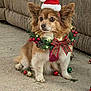 dog, christmas_hat, holiday_wreath, festive, carpet, ornaments, red_bow, pinecones, lights, brown_fur, white_fur, pet, indoor, decorations, cute, small_dog, sitting, holiday_season, christmas, celebration