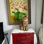 Susie joined the competition — help win amazing prizes! animal, cat, decor, flowers, furniture, green, indoor, living_room, mirror, painting, pet, pink, portrait, red_chest, sitting, striped, tabby_cat, vase, white_cloth, wooden_drawers