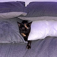 Tibbles is registered to the contest to win money with this photo: cat, tortoiseshell, bed, pillow, sleeping, indoor, cozy, feline, pet, resting, stretching, fur, domestic_animal, cute, animal, comfort, gray, white, relaxation, soft
