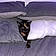 Tibbles