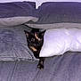 cat, tortoiseshell, bed, pillow, sleeping, indoor, cozy, feline, pet, resting, stretching, fur, domestic_animal, cute, animal, comfort, gray, white, relaxation, soft