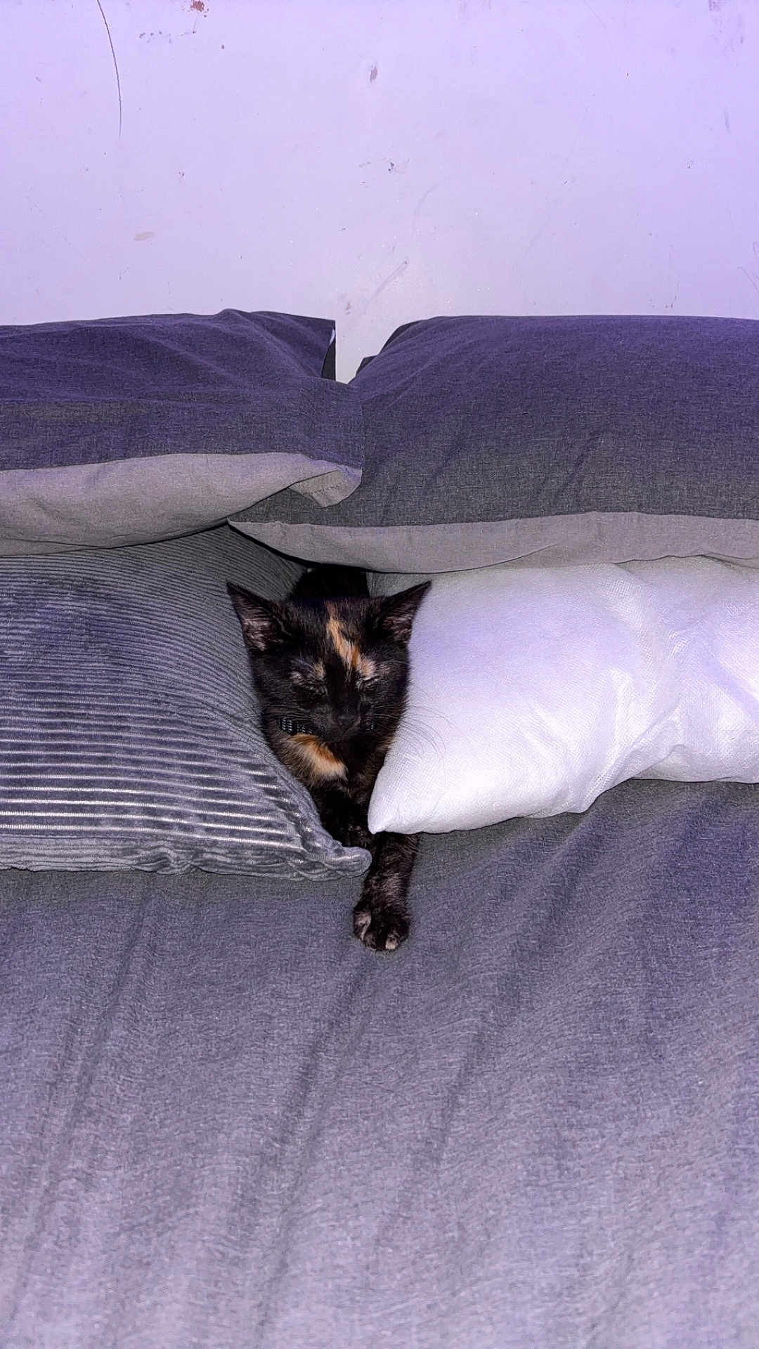Tibbles is registered to the contest to win money with this photo: cat, tortoiseshell, bed, pillow, sleeping, indoor, cozy, feline, pet, resting, stretching, fur, domestic_animal, cute, animal, comfort, gray, white, relaxation, soft