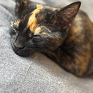 Tibbles is registered to the contest to win money with this photo: animal, cat, close_up, cozy, cute, ear, face, fur, gray_fabric, indoor, napping, pet, quiet, relaxed, resting, sleeping, soft, texture, tortoiseshell, whiskers