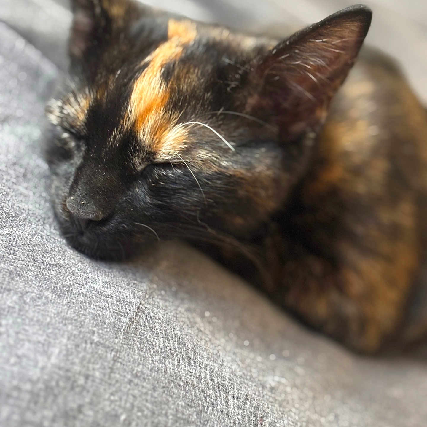 Tibbles is registered to the contest to win money with this photo: animal, cat, close_up, cozy, cute, ear, face, fur, gray_fabric, indoor, napping, pet, quiet, relaxed, resting, sleeping, soft, texture, tortoiseshell, whiskers