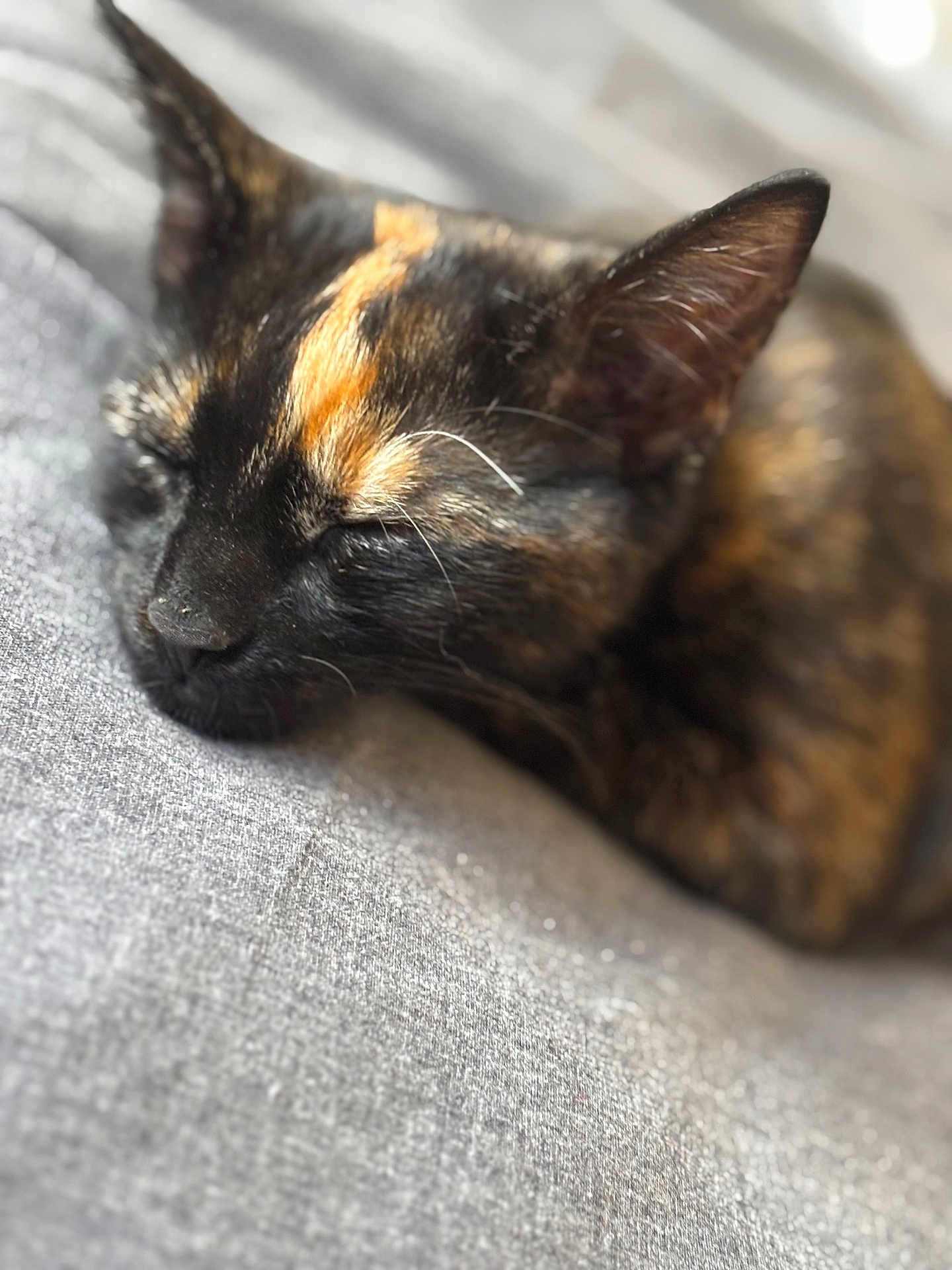 Tibbles