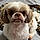 Benji