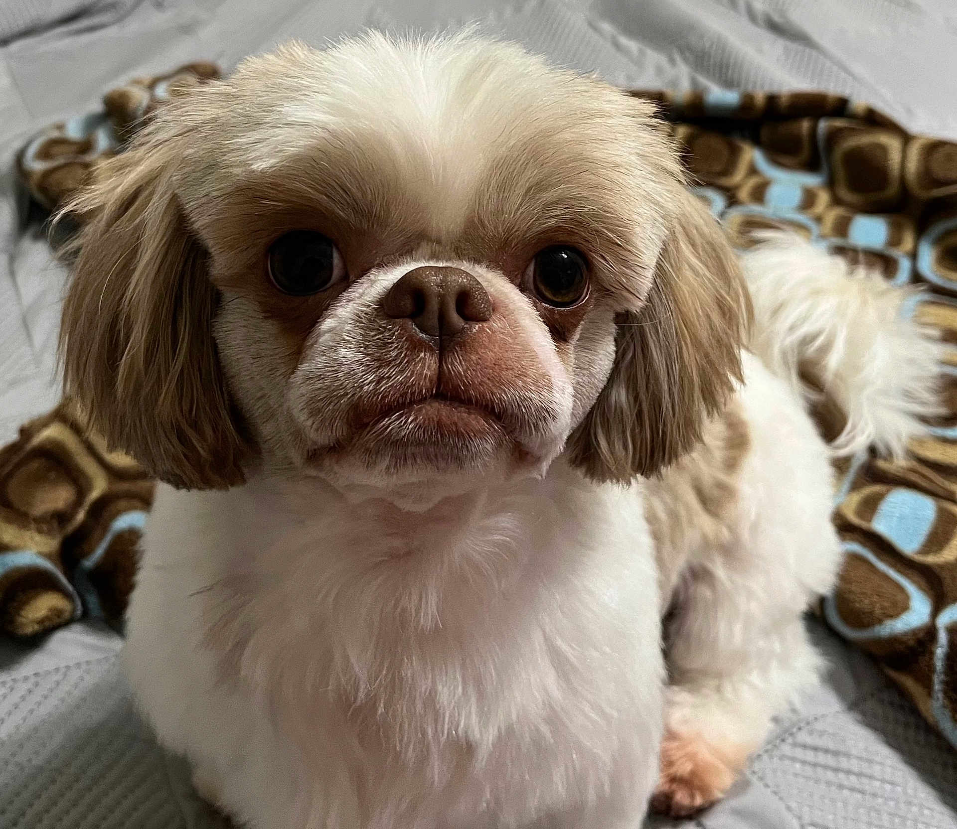 Benji