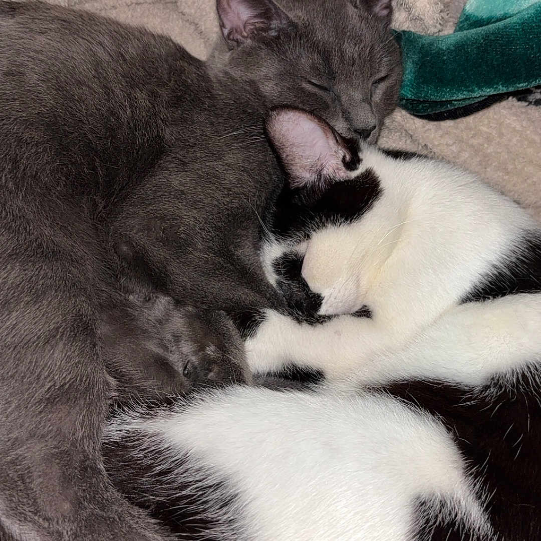 Nellie Stormy joined the competition — help win amazing prizes! animal, black_and_white_cat, blanket, cat, cats, closeup, comfort, cozy, cute, friendship, fur, gray_cat, indoor, napping, pets, resting, sleeping, snuggling, soft, warm