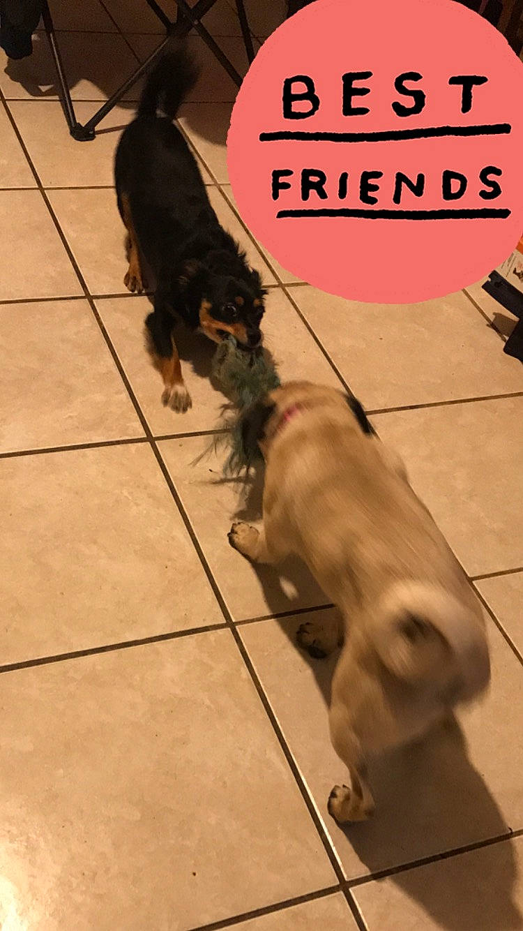 Lula is registered to the contest to win money with this photo: canidae, carnivore, companion_dog, dog, dog_breed, dog_supply, floor, flooring, fur, leash, liver, mammal, paw, pet_supply, snout, sporting_group, tail, toy_dog, vertebrate, working_animal