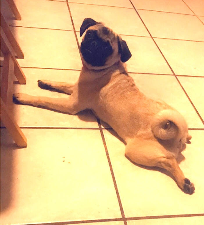 Lula is registered to the contest to win money with this photo: canidae, carnivore, companion_dog, dog, dog_breed, fawn, floor, flooring, hardwood, liver, paw, pet_supply, pug, snout, sporting_group, tail, tints_and_shades, toy_dog, wood, working_animal