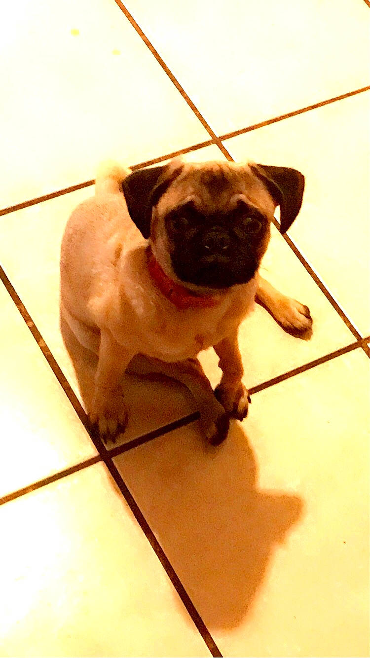 Lula is registered to the contest to win money with this photo: canidae, carnivore, collar, companion_dog, dog, dog_breed, dog_collar, fawn, flooring, foot, human_body, pet_supply, pug, snout, sporting_group, tail, toy_dog, whiskers, working_animal, wrinkle