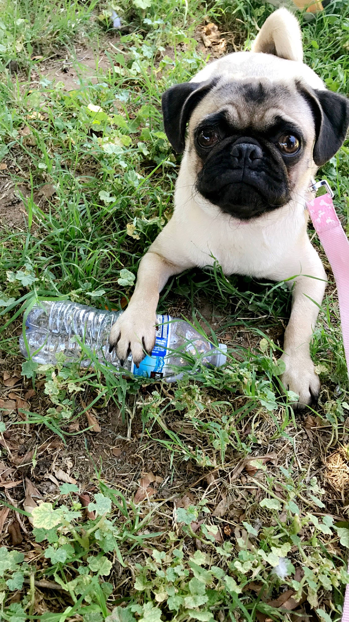 Lula is registered to the contest to win money with this photo: canidae, carnivore, companion_dog, dog, dog_breed, electric_blue, fawn, gardening, grass, groundcover, leaf, plant, pug, snout, soil, sporting_group, terrestrial_animal, toy_dog, tree, wrinkle