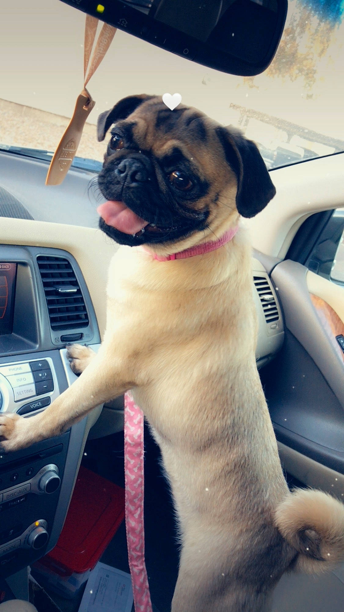 Lula is registered to the contest to win money with this photo: auto_part, automotive_design, automotive_mirror, car, carnivore, collar, companion_dog, dog, dog_breed, dog_collar, family_car, fawn, hood, motor_vehicle, pug, snout, steering_wheel, vehicle_door, window, wrinkle