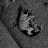 animal, black_and_white, carpet, cat, cozy, cute, fluffy, home, hugging, indoor, kitten, lying_down, monochrome, overhead_view, pet, playing, plush_toy, sleeping, spotted_toy, stuffed_animal