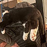 animal, black_and_white, blanket, cat, cats, chair, clutter, cozy, funny_pose, home, indoor, lying_down, paws, pet, pink_toe_beans, relaxed, sleeping, tuxedo_cat, whiskers, woven_furniture
