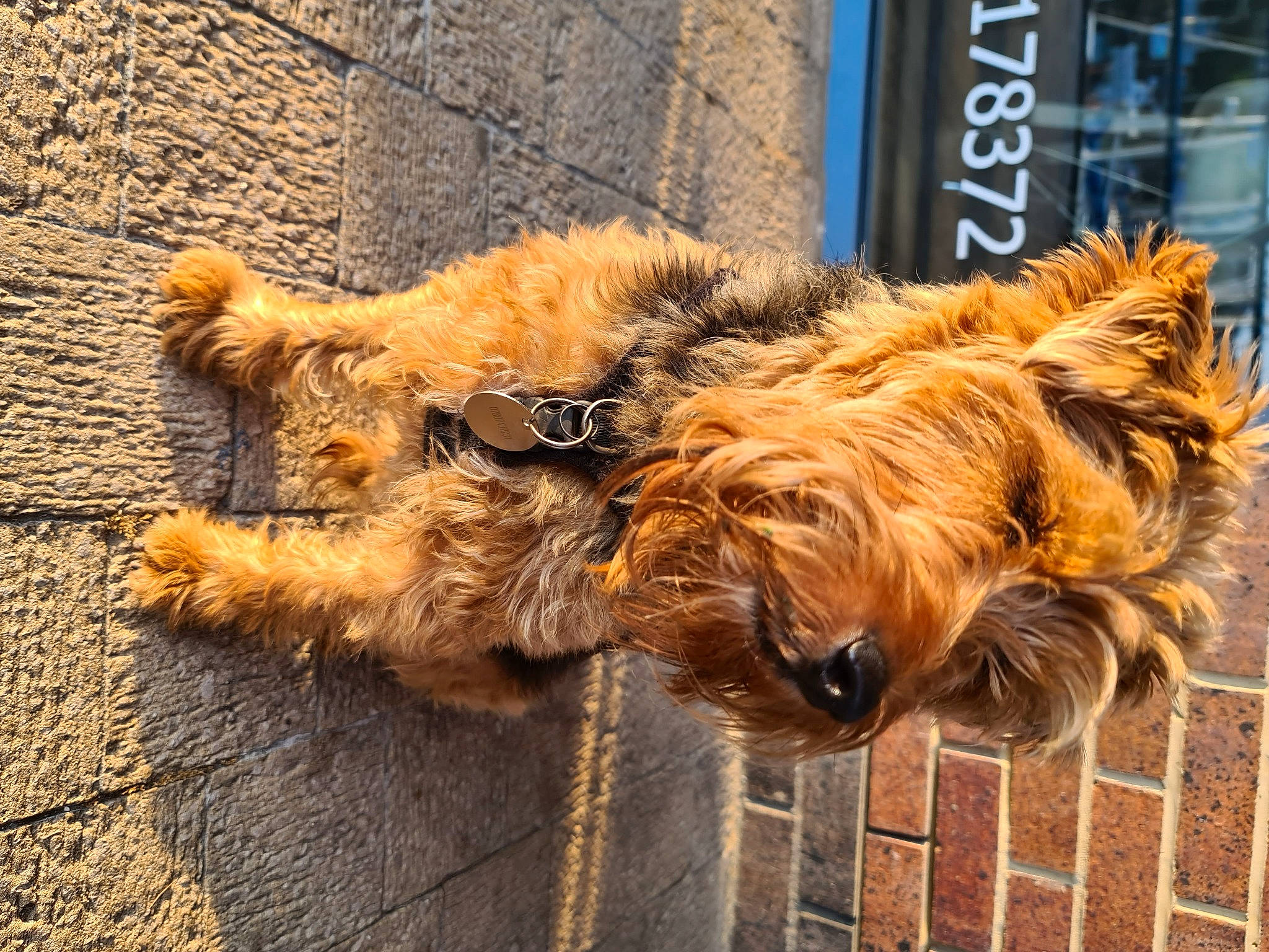 Ernie joined the competition — help win amazing prizes! canidae, carnivore, claw, companion_dog, dog, dog_breed, fawn, fur, liver, metal, road_surface, small_terrier, snout, sporting_group, tail, terrestrial_animal, terrier, wood, working_animal, working_terrier