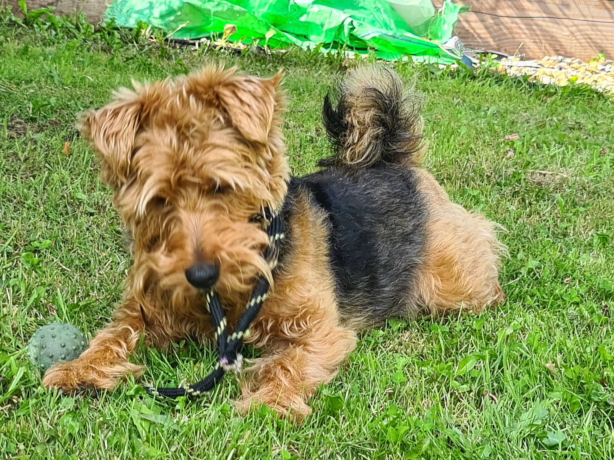 Ernie is registered to the contest to win money with this photo: airedale_terrier, canidae, carnivore, companion_dog, dog, dog_breed, fur, grass, groundcover, lakeland_terrier, liver, small_terrier, snout, sporting_group, terrestrial_animal, terrier, water_dog, welsh_terrier, working_animal, working_terrier