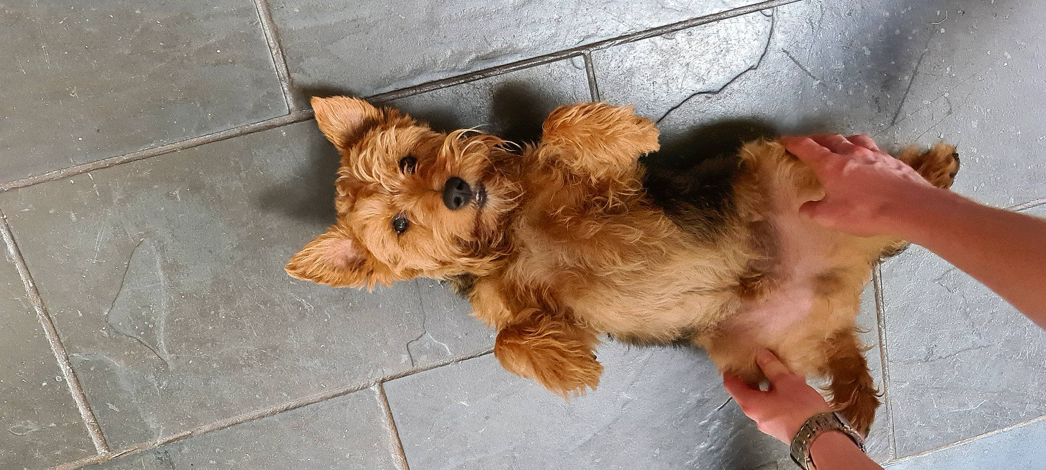 Ernie joined the competition — help win amazing prizes! biewer_terrier, canidae, carnivore, companion_dog, dog, dog_breed, dog_supply, fawn, fur, liver, maltepoo, paw, pet_supply, small_terrier, snout, sporting_group, terrier, toy_dog, working_animal, yorkipoo