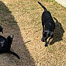 Archi Et Basile participe au concours pour gagner de l'argent avec cette photo : dog, dogs, black_dog, backyard, grass, dry_grass, outdoor, sunlight, shadow, playing, lying_down, standing, belly_up, tail, puppy, pet, garden, wall, animal, funny