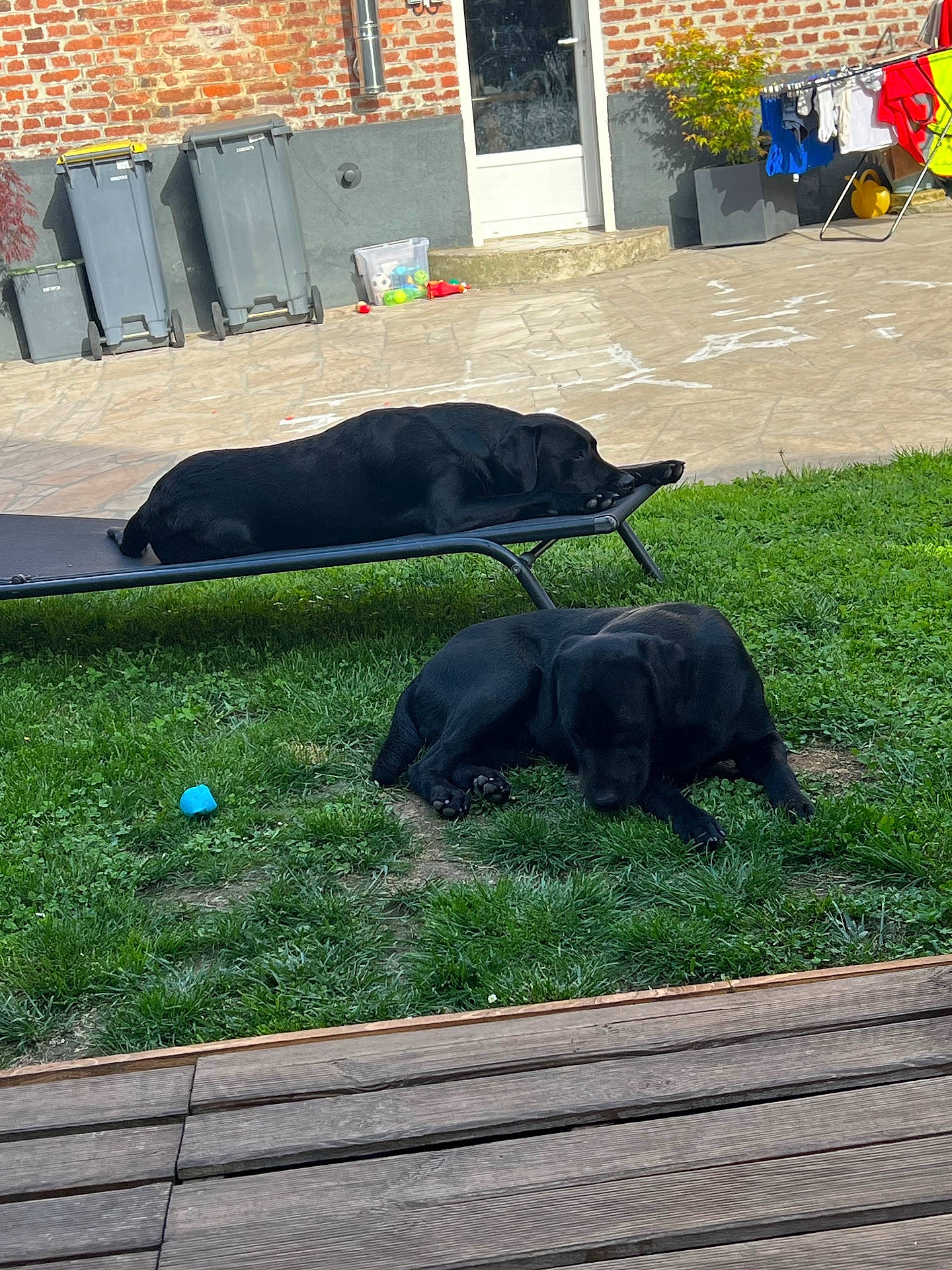 Archi Et Basile a rejoint le concours — aidez-le/la à gagner de superbes lots ! backyard, black_dogs, brick_house, canine, clothesline, cot, dog_bed, dog_toy, dogs, grass, laundry, lawn, lying_down, napping, outdoor, pet, resting, sleeping, sunlight, trash_bins